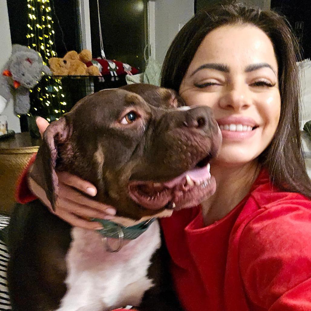 Otter, Adoptable, Adult Male Pit Bull Terrier.