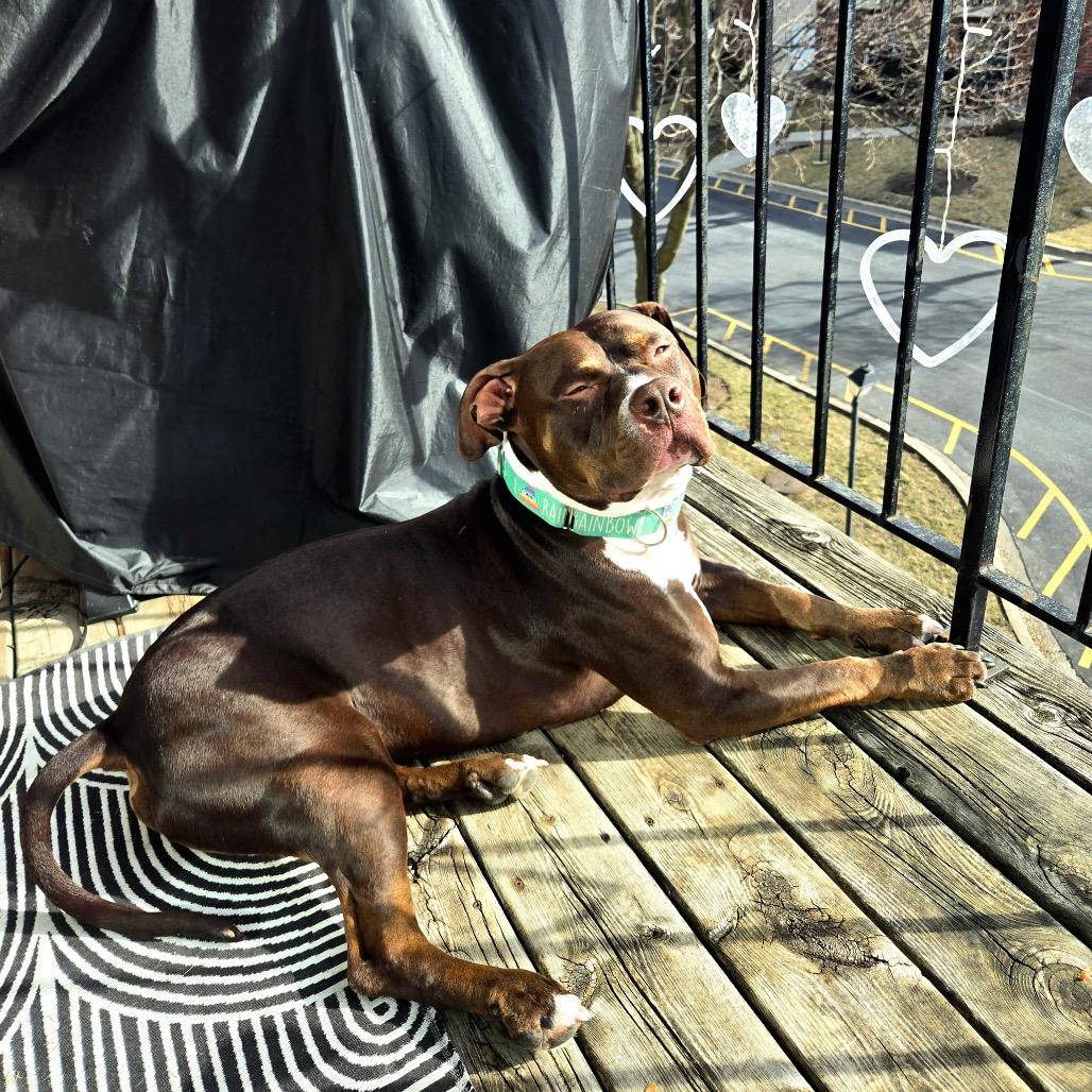Otter, Adoptable, Adult Male Pit Bull Terrier.