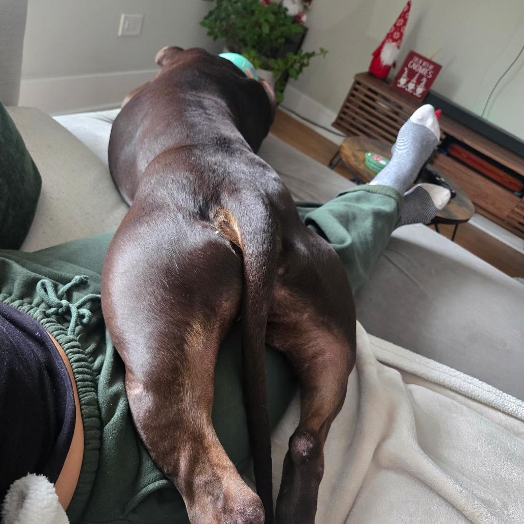 Enlarge Otter, a Adoptable Pit Bull Terrier in Chicago, IL image 3/6