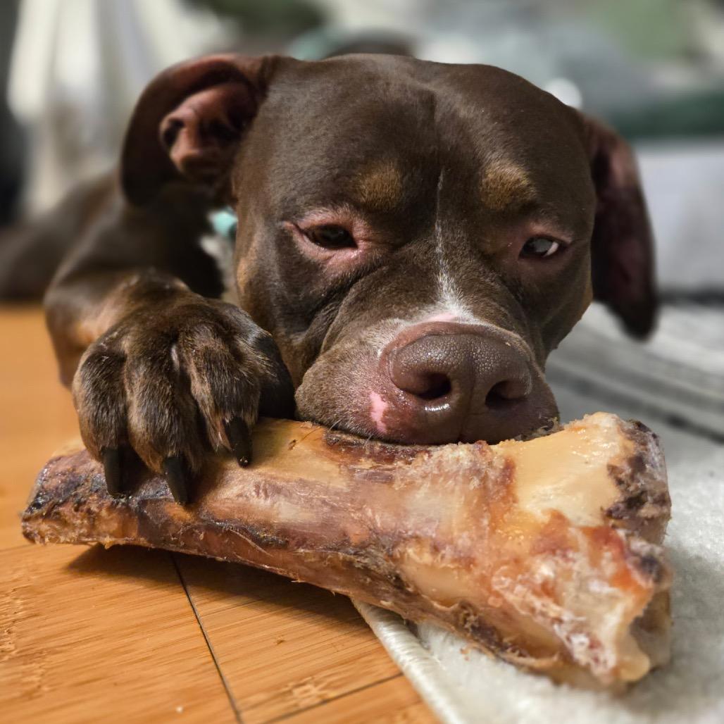 Enlarge Otter, a Adoptable Pit Bull Terrier in Chicago, IL image 4/6