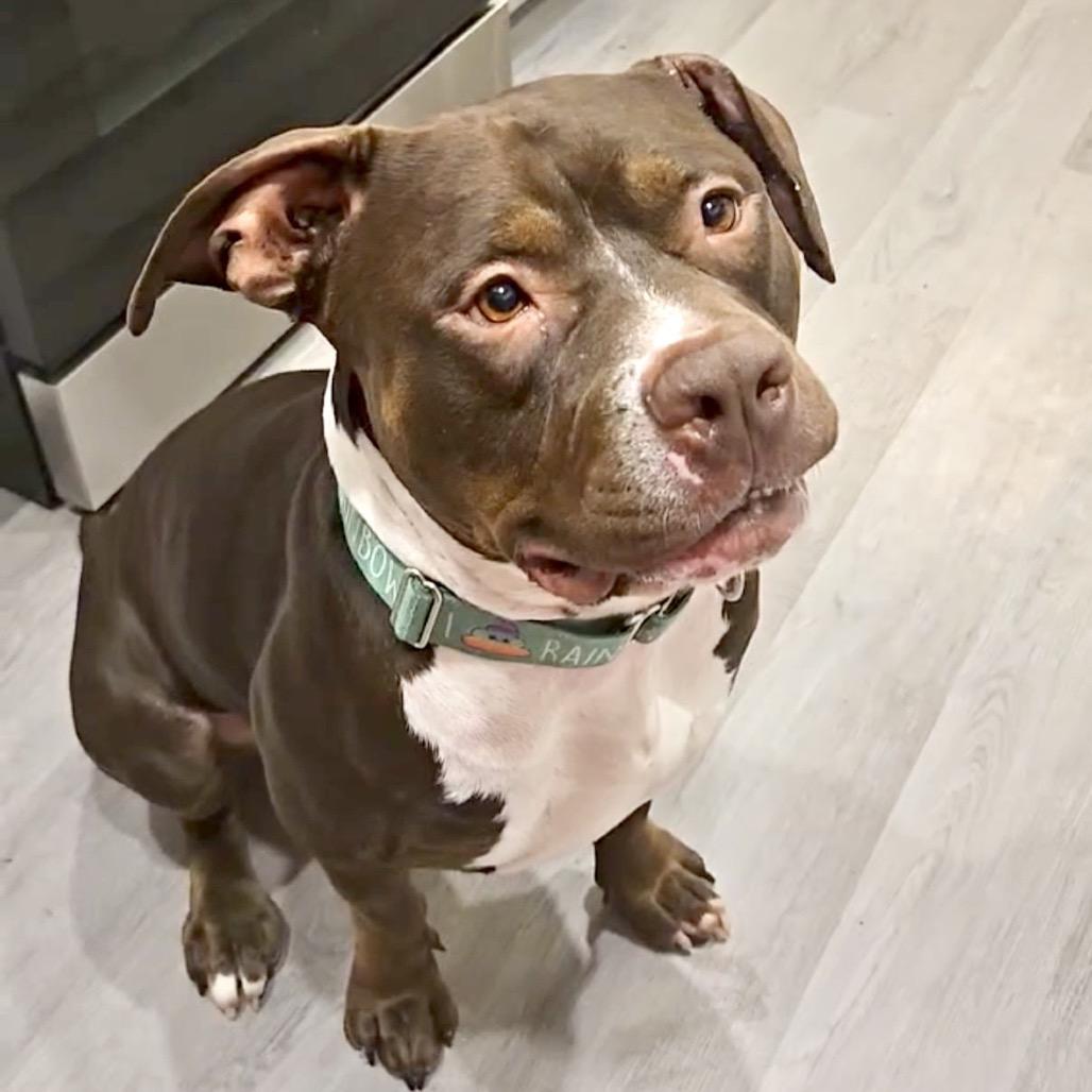 Otter, Adoptable, Adult Male Pit Bull Terrier.