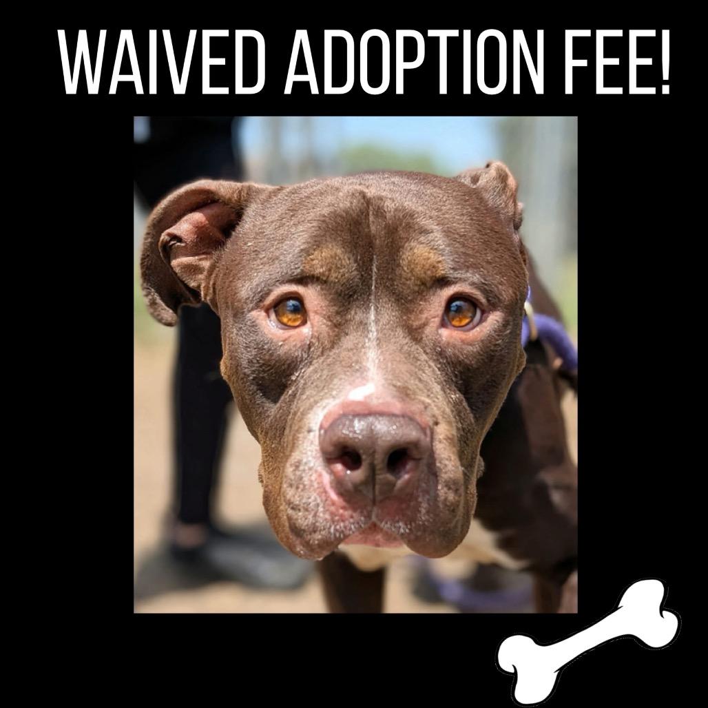 Enlarge Otter, a Adoptable Pit Bull Terrier in Chicago, IL image 4/6