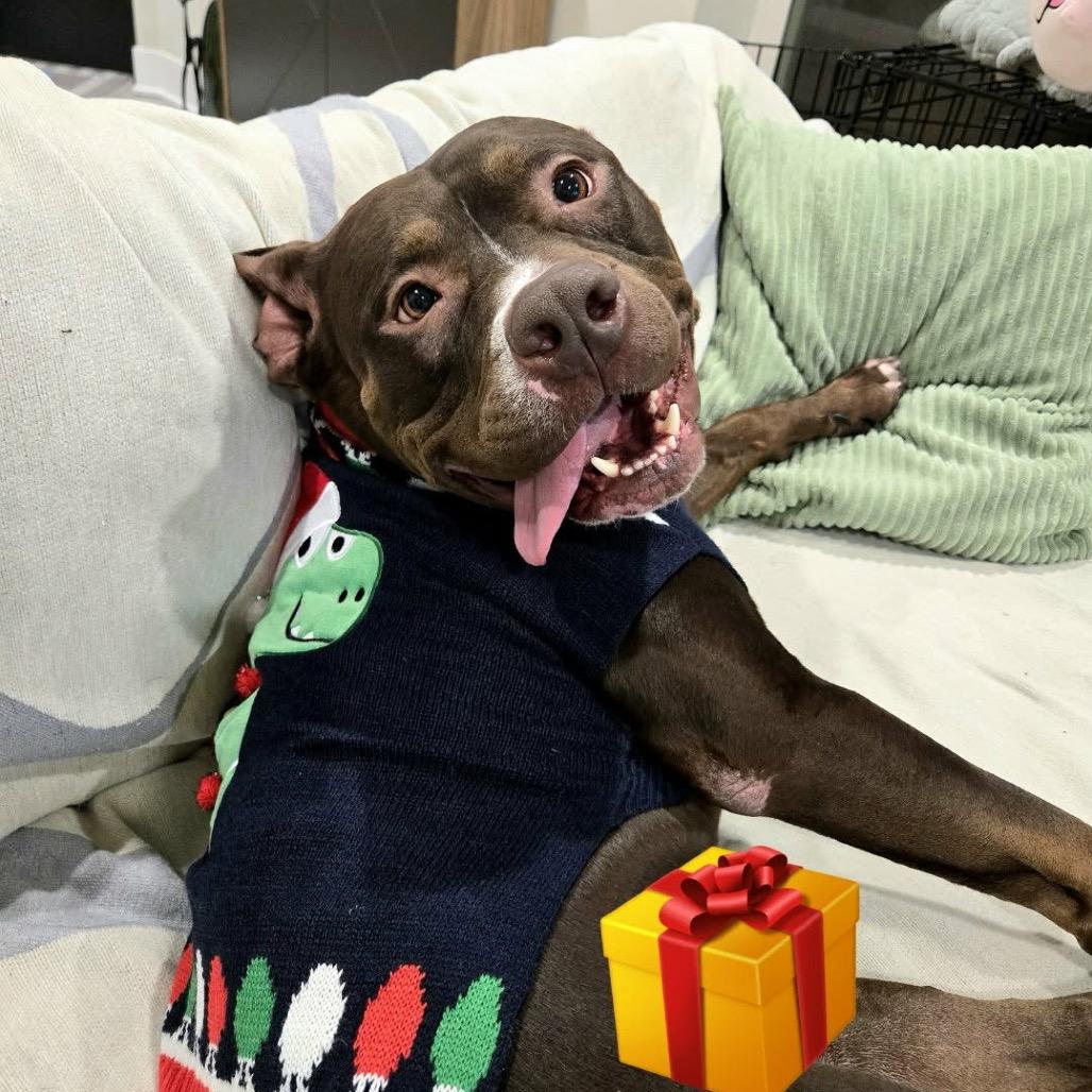 Enlarge Otter, a Adoptable Pit Bull Terrier in Chicago, IL image 6/6