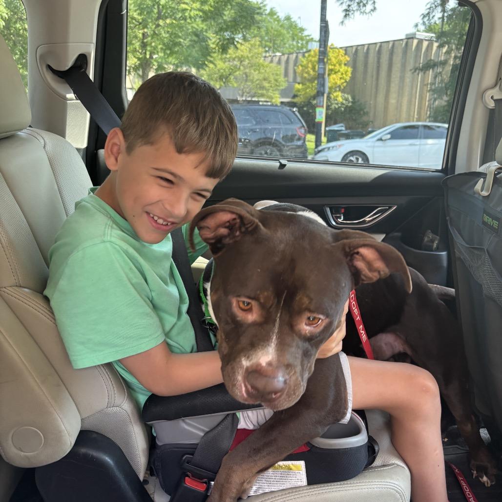 Enlarge Otter, a Adoptable Pit Bull Terrier in Chicago, IL image 5/6