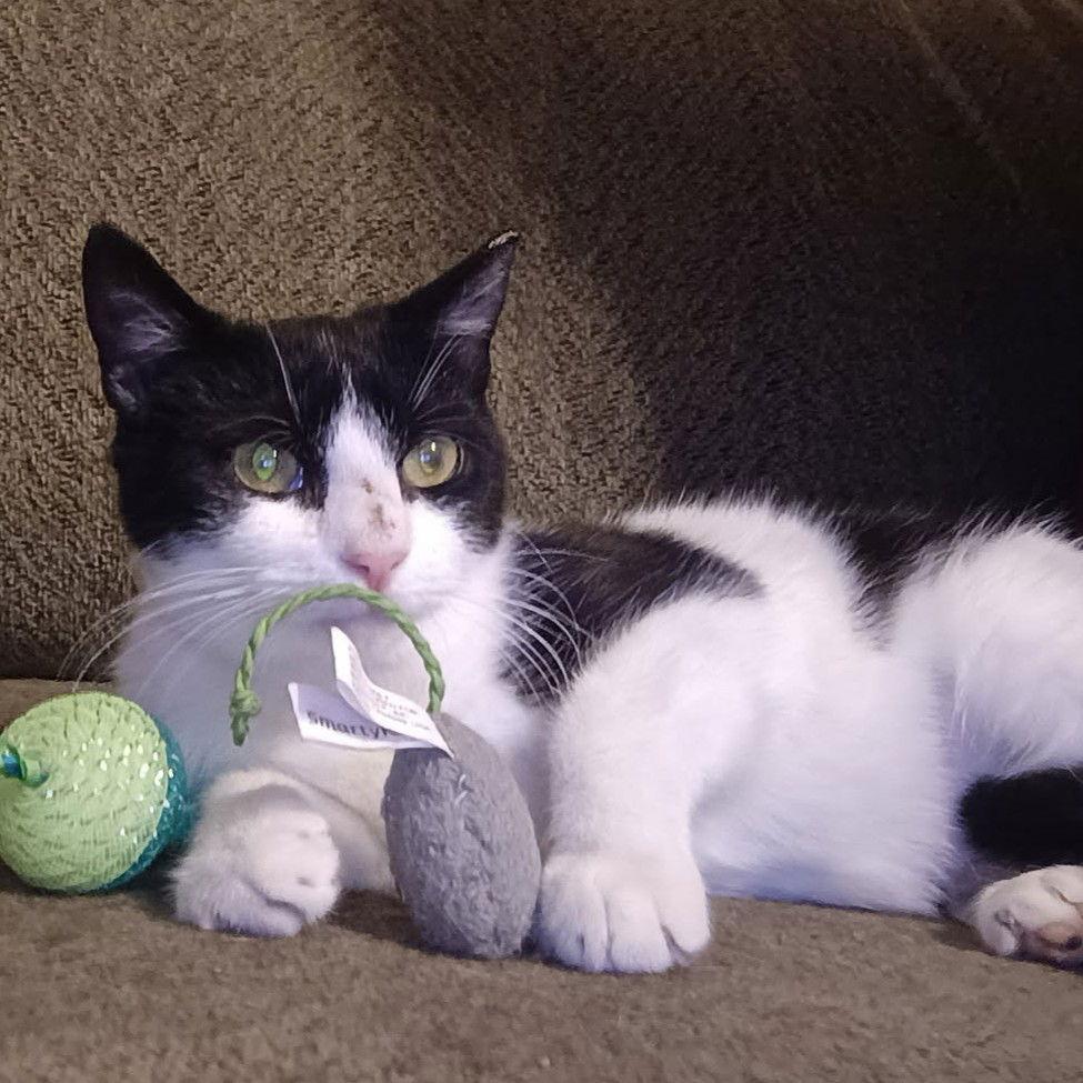 Milkshake, Adoptable, Young Female American Shorthair.