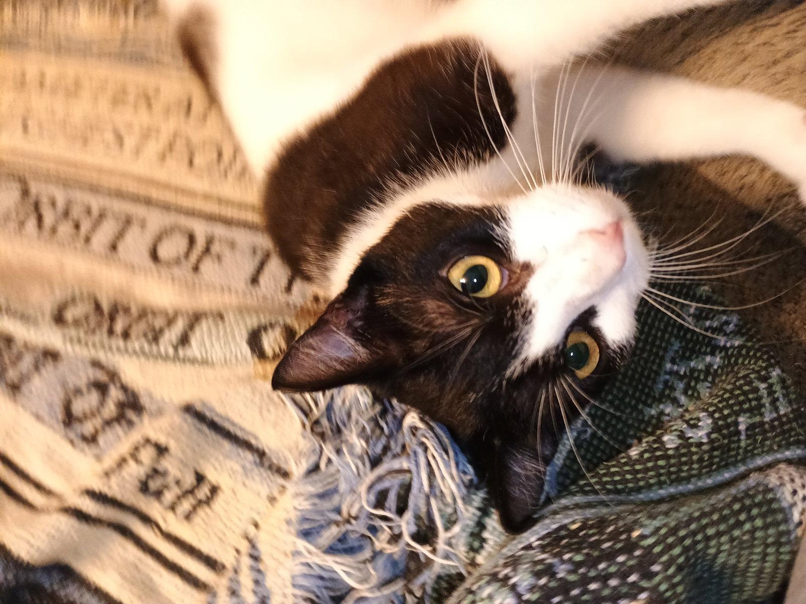 Milkshake (lovebug!), a Adoptable American Shorthair in Pikesville, MD image 1/3