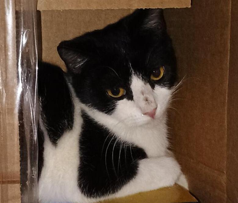 Enlarge Milkshake, a Adoptable American Shorthair in Pikesville, MD image 2/3