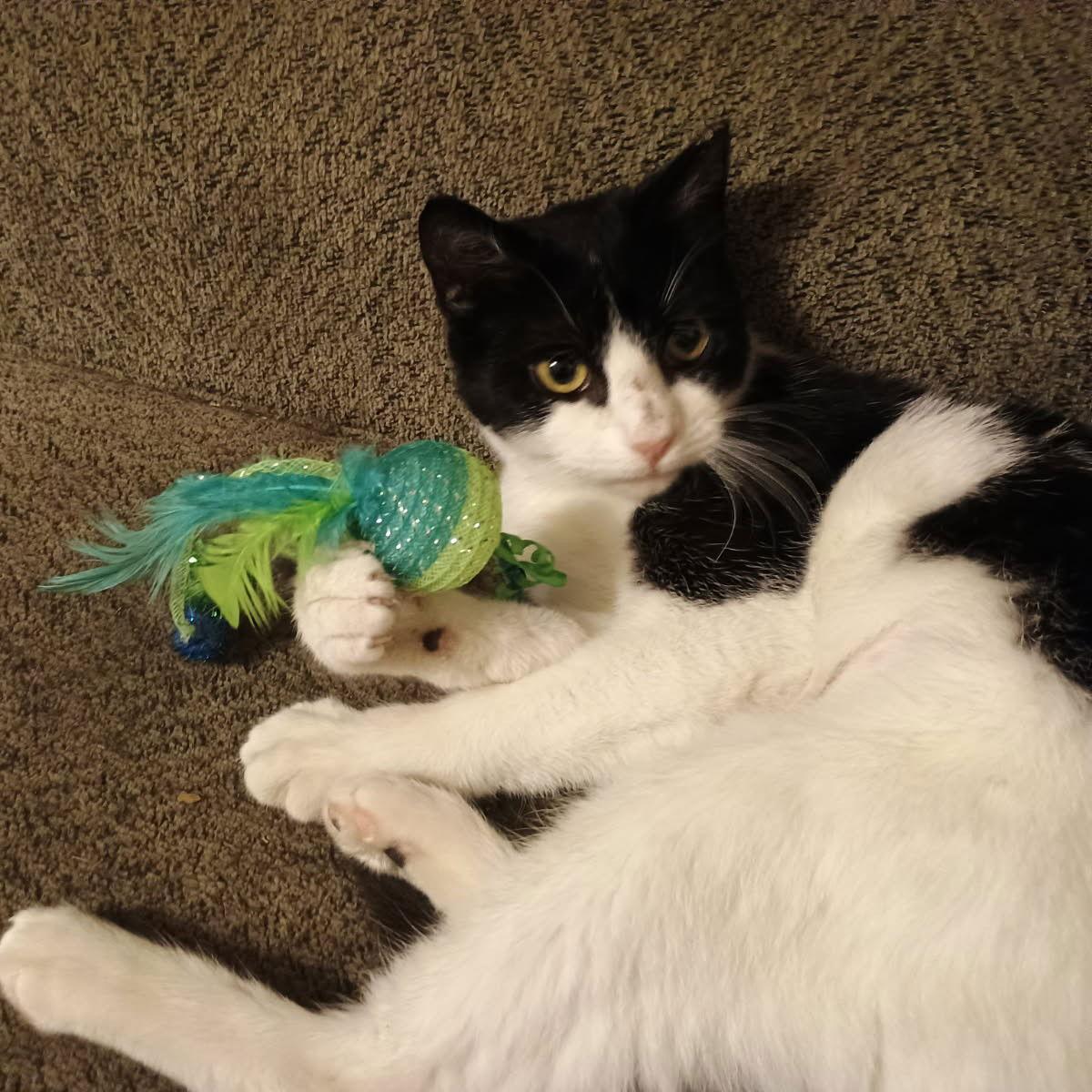 Enlarge Milkshake, a Adoptable American Shorthair in Pikesville, MD image 3/3