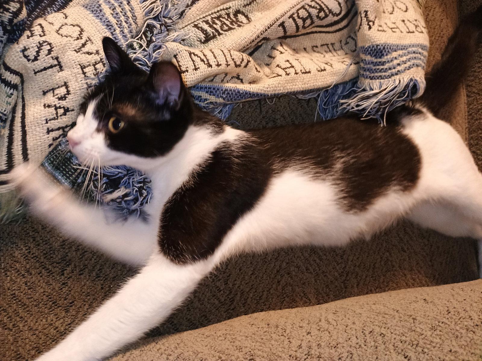Milkshake (lovebug!), a Adoptable American Shorthair in Pikesville, MD image 2/3