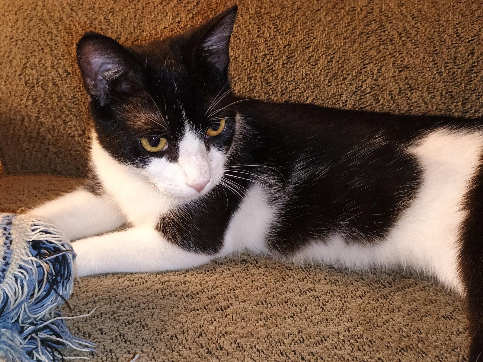 Milkshake (lovebug!), a Adoptable American Shorthair in Pikesville, MD image 3/3