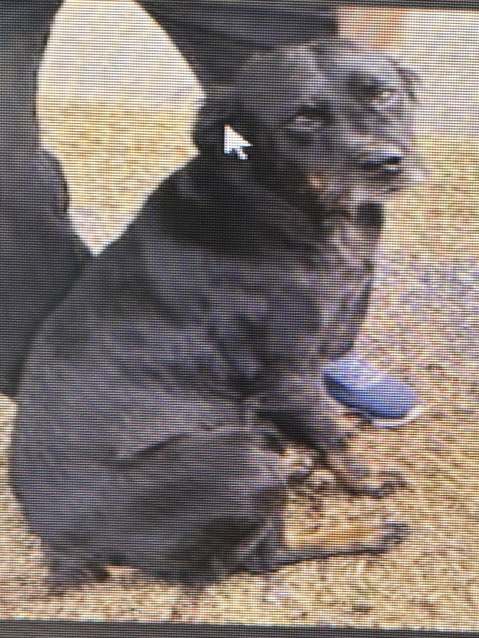 Enlarge Mika, a Adopted mixed breed in York, SC image 1/3