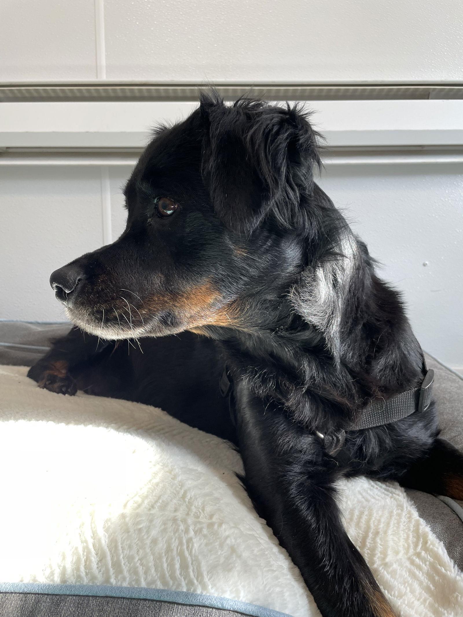 Enlarge Mika, a Adopted mixed breed in York, SC image 2/3