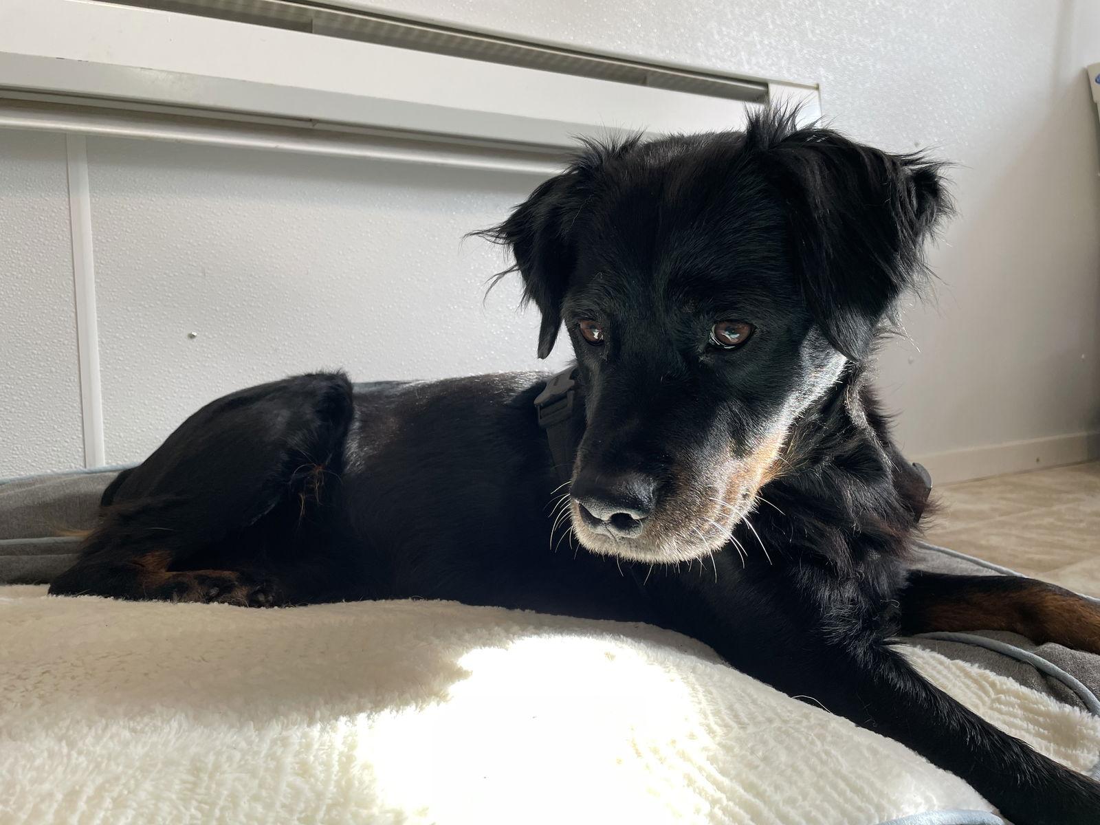 Enlarge Mika, a Adopted mixed breed in York, SC image 3/3