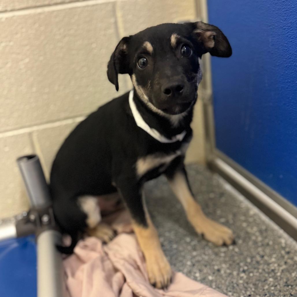 Huck, Adoptable, Puppy Male Mixed Breed.