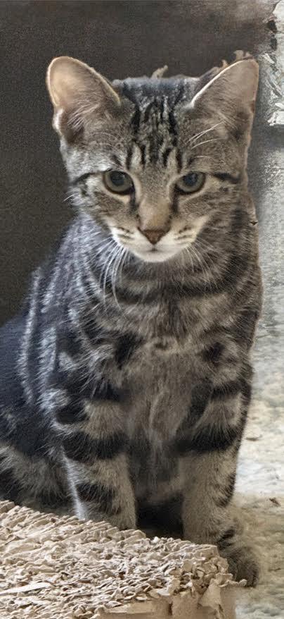 Stormy, Adoptable, Kitten Male Domestic Short Hair.