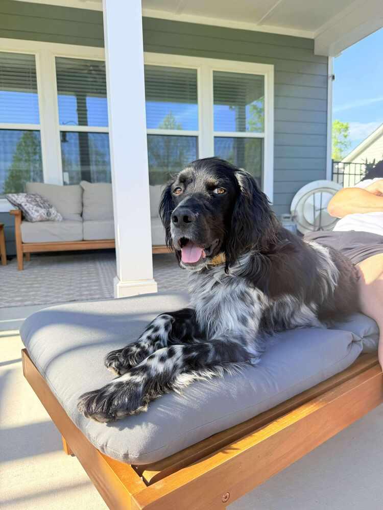 Available for Foster-to-Adopt - Archi/Marni (IN, USA), Adoptable, Young Male English Setter.