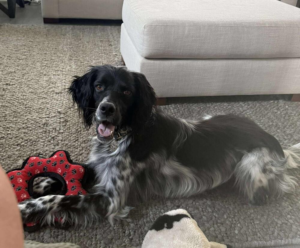 Available for Adoption/Foster/Foster-to-Adopt - Archi/Marni (located in USA), Adoptable, Young Male English Setter.