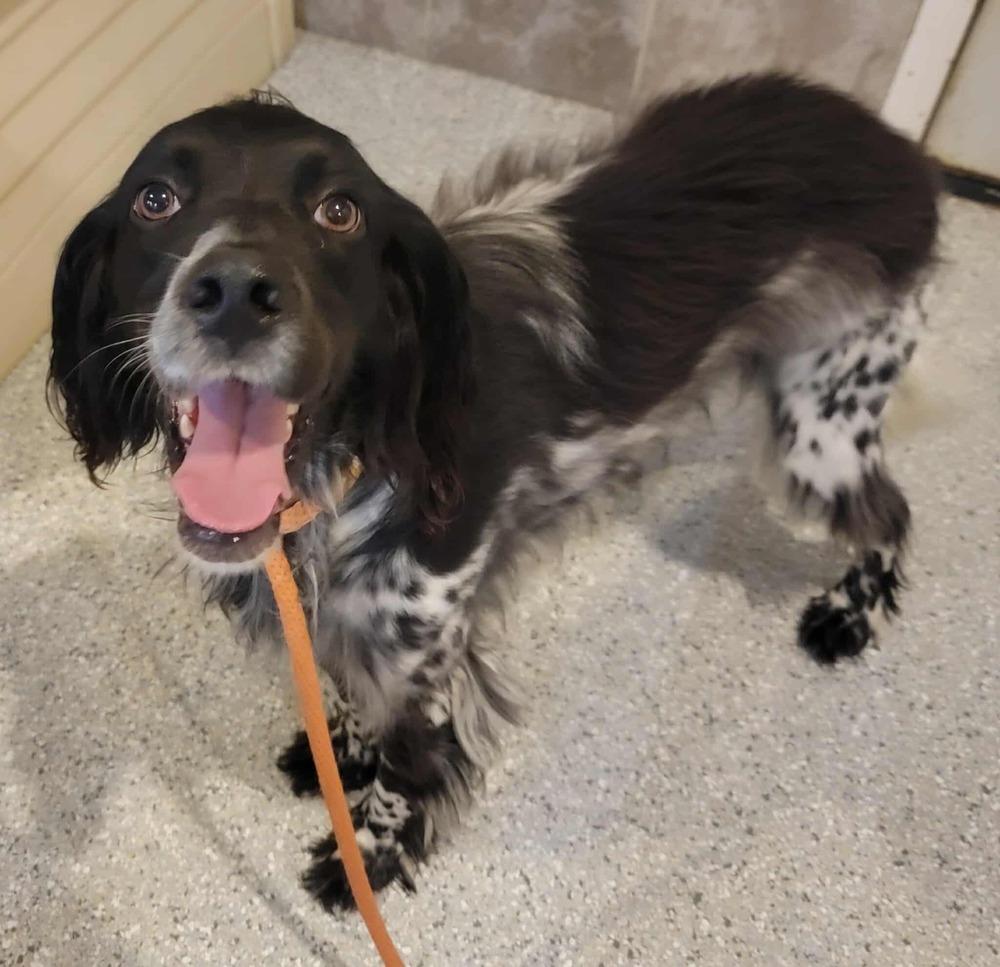 Available for Adoption/Foster/Foster-to-Adopt - Archi/Marni (located in USA), a Adoptable English Setter in Oak Park, IL image 2/6