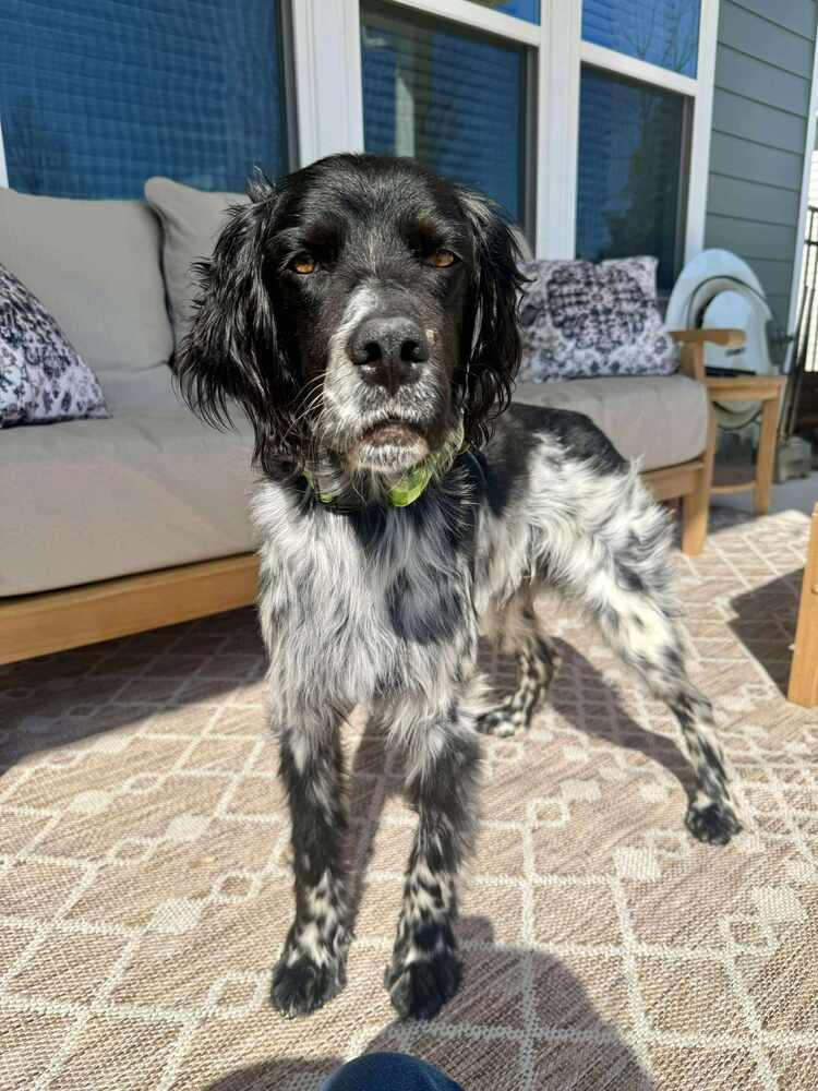 Available for Adoption/Foster/Foster-to-Adopt - Archi/Marni (located in USA), a Adoptable English Setter in Oak Park, IL image 3/6