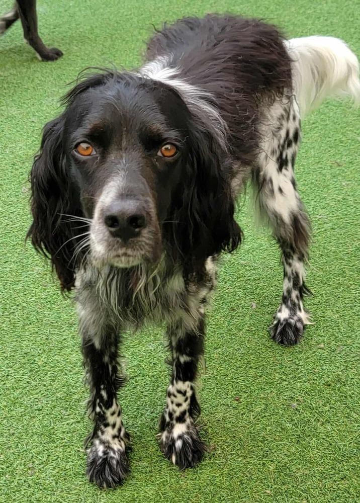 Available for Adoption/Foster/Foster-to-Adopt - Archi/Marni (located in USA), a Adoptable English Setter in Oak Park, IL image 4/6