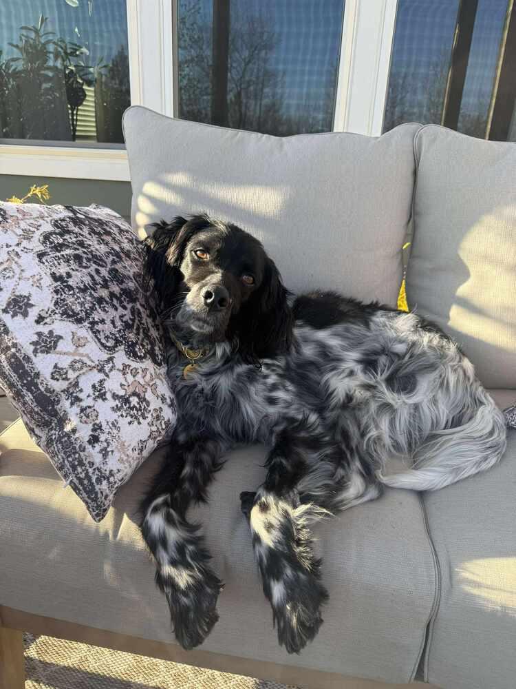 Available for Adoption/Foster/Foster-to-Adopt - Archi/Marni (located in USA), a Adoptable English Setter in Oak Park, IL image 6/6
