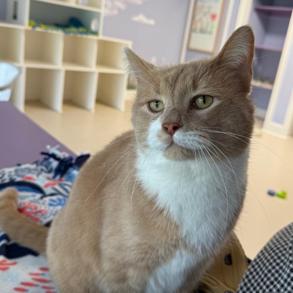 Enlarge Spud, an adopted Domestic Short Hair in Fenton, MI image 4/4