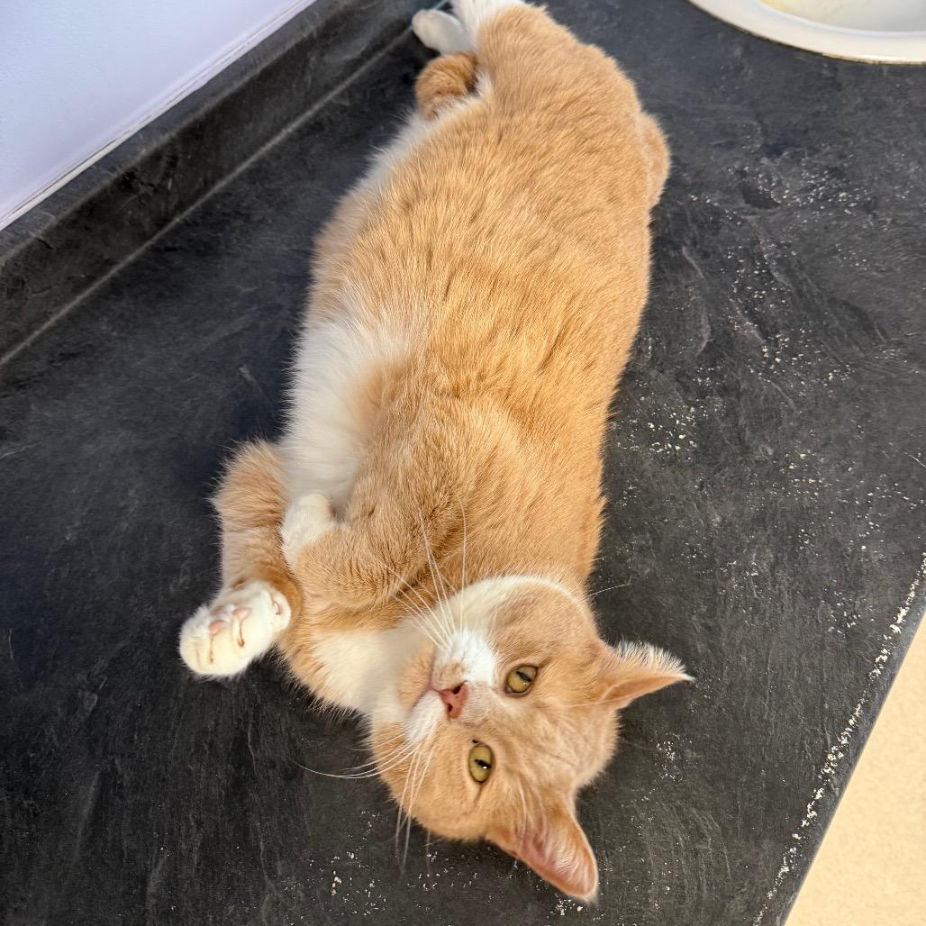 Spud, adopted, Young Female Domestic Short Hair.