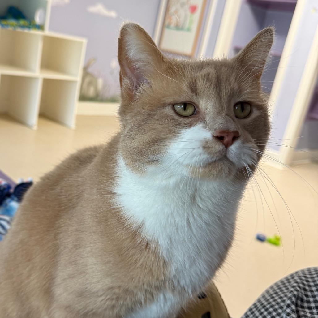 Enlarge Spud, an adopted Domestic Short Hair in Fenton, MI image 3/4