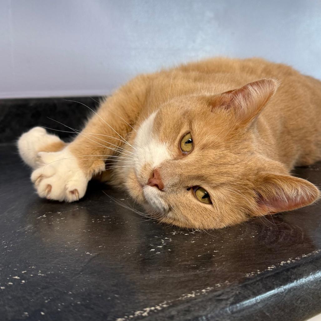 Enlarge Spud, an adopted Domestic Short Hair in Fenton, MI image 2/4