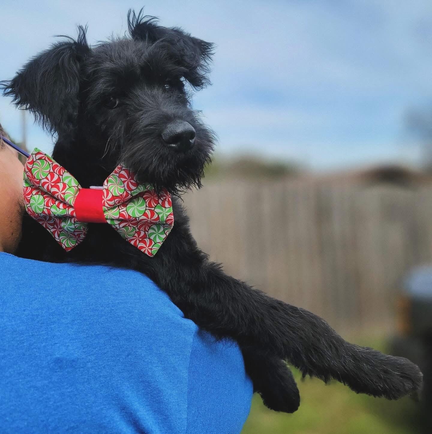 Muffin, adoptable, Puppy Male Labradoodle.