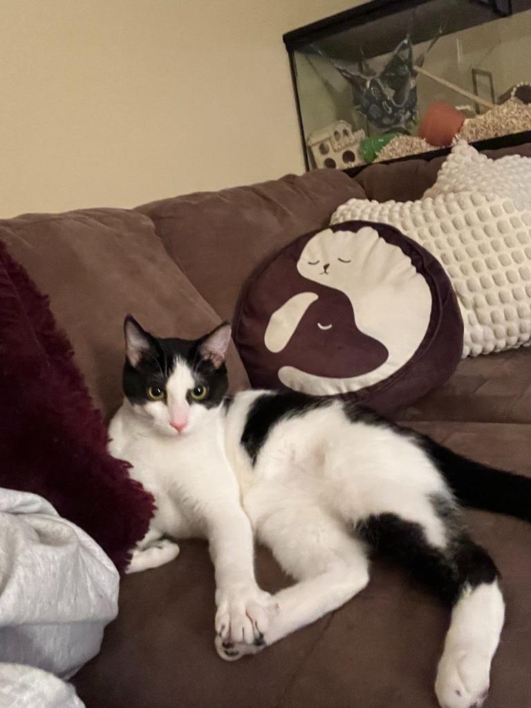 Enlarge Jersey Jack, a Adoptable Domestic Short Hair in Arthur, ON image 1/6