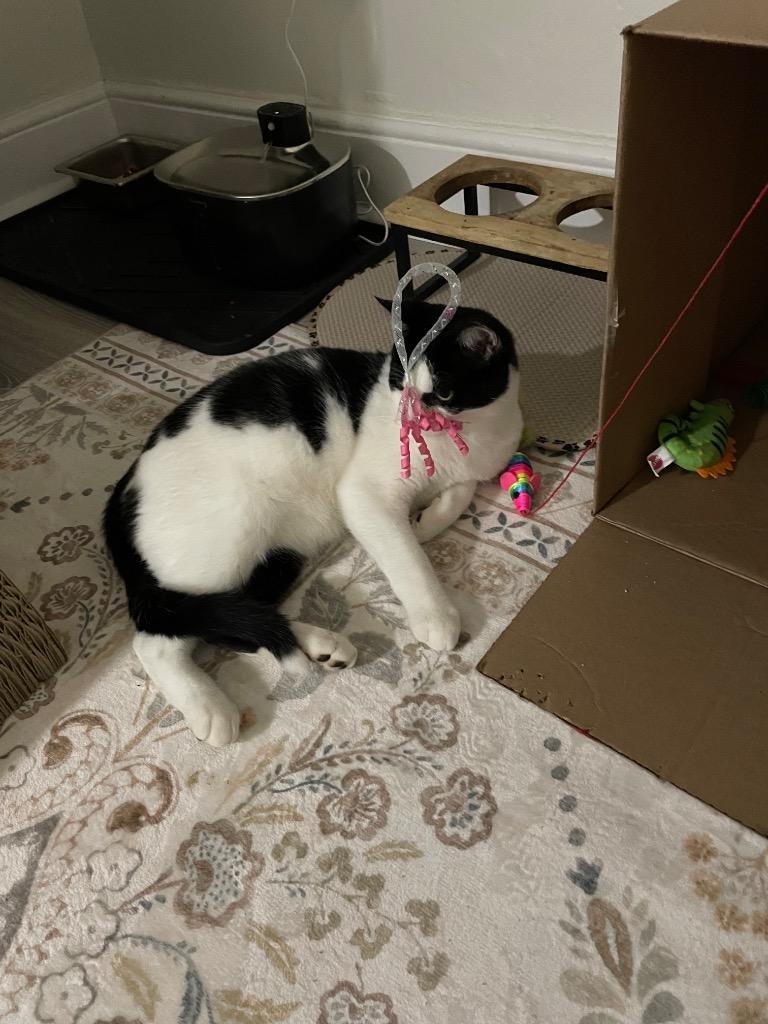 Enlarge Jersey Jack, a Adoptable Domestic Short Hair in Arthur, ON image 1/5