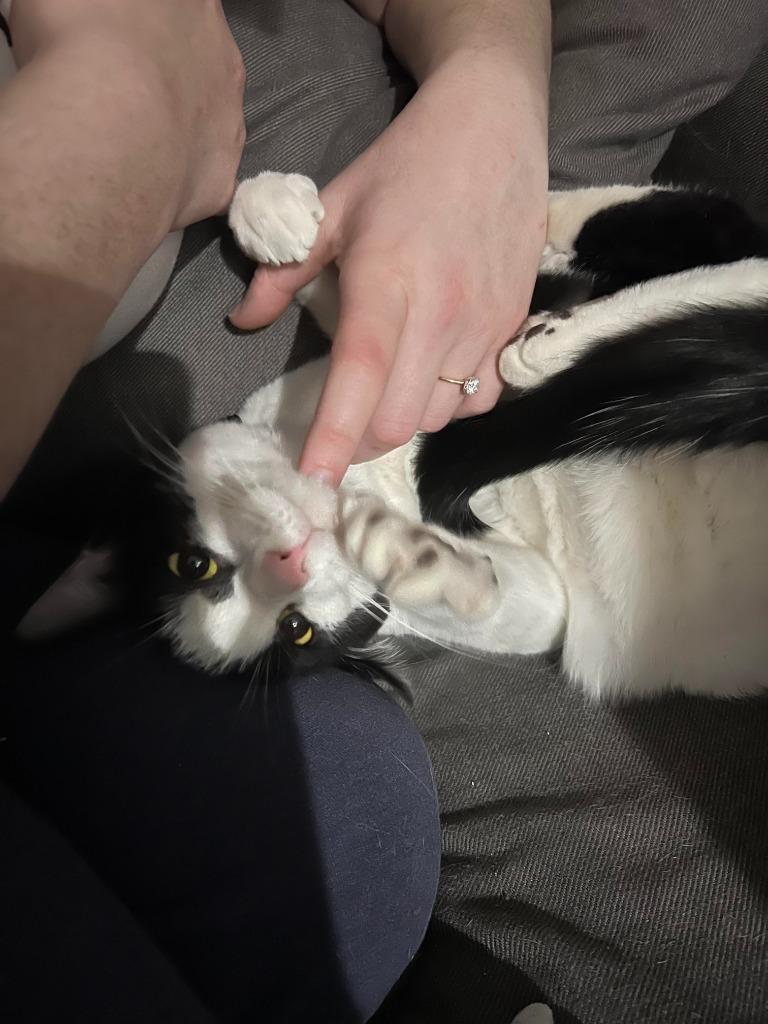 Enlarge Jersey Jack, a Adoptable Domestic Short Hair in Arthur, ON image 3/6