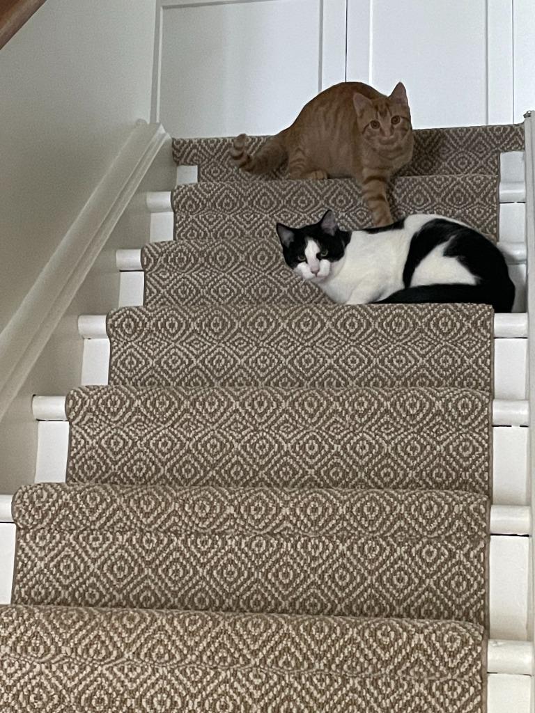 Enlarge Jersey Jack, a Adoptable Domestic Short Hair in Arthur, ON image 2/5