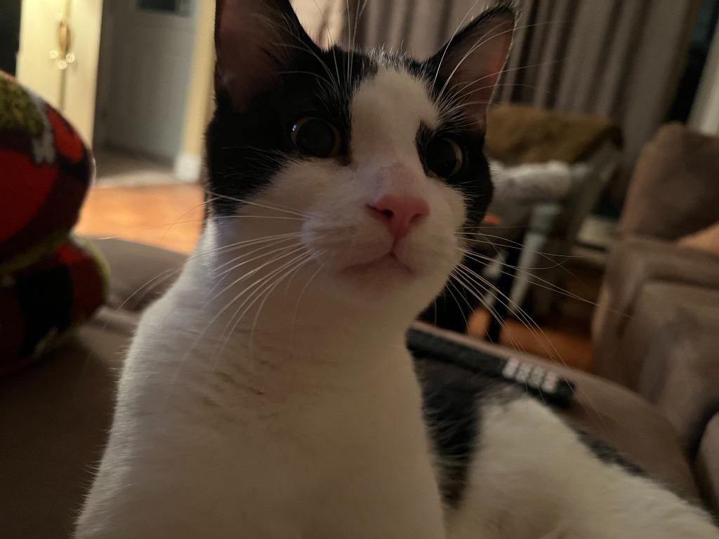 Enlarge Jersey Jack, a Adoptable Domestic Short Hair in Arthur, ON image 5/6