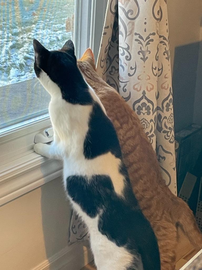 Enlarge Jersey Jack, a Adoptable Domestic Short Hair in Arthur, ON image 5/5