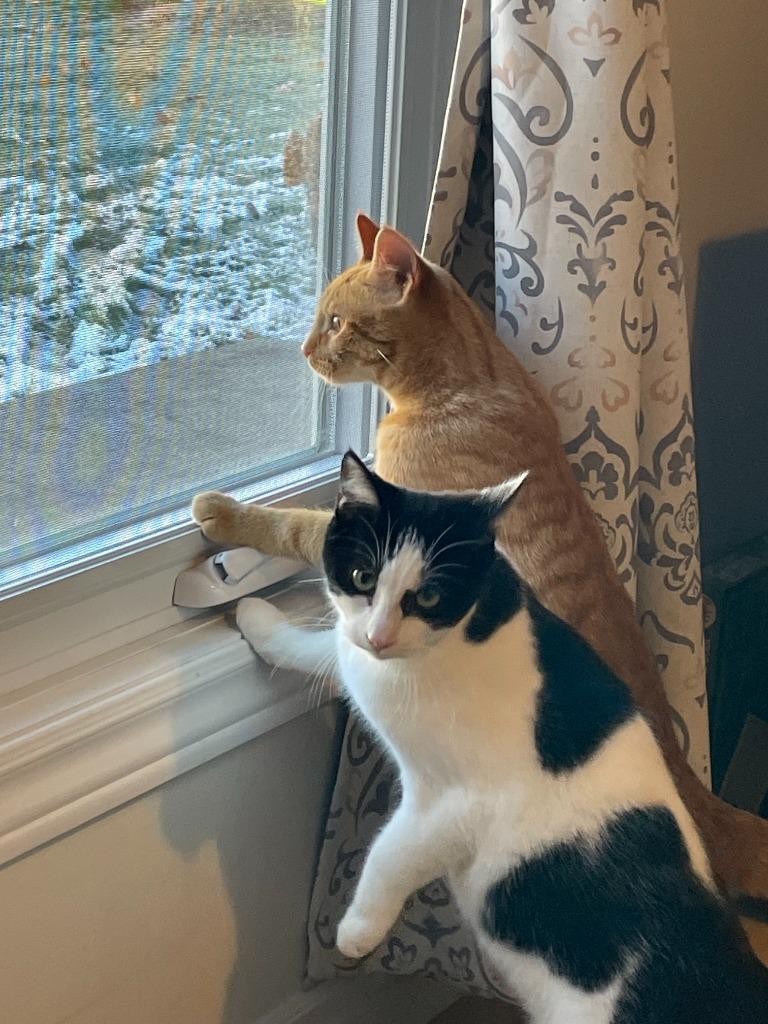 Enlarge Jersey Jack, a Adoptable Domestic Short Hair in Arthur, ON image 6/6