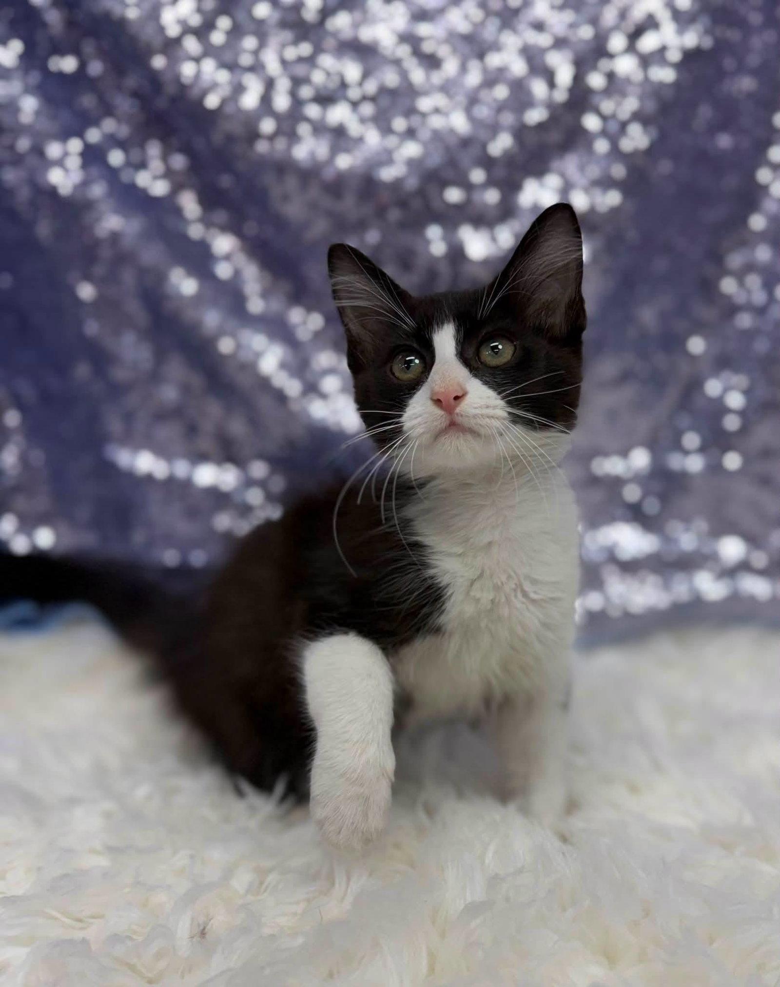 Milo, Adopted, Young Male Domestic Medium Hair.