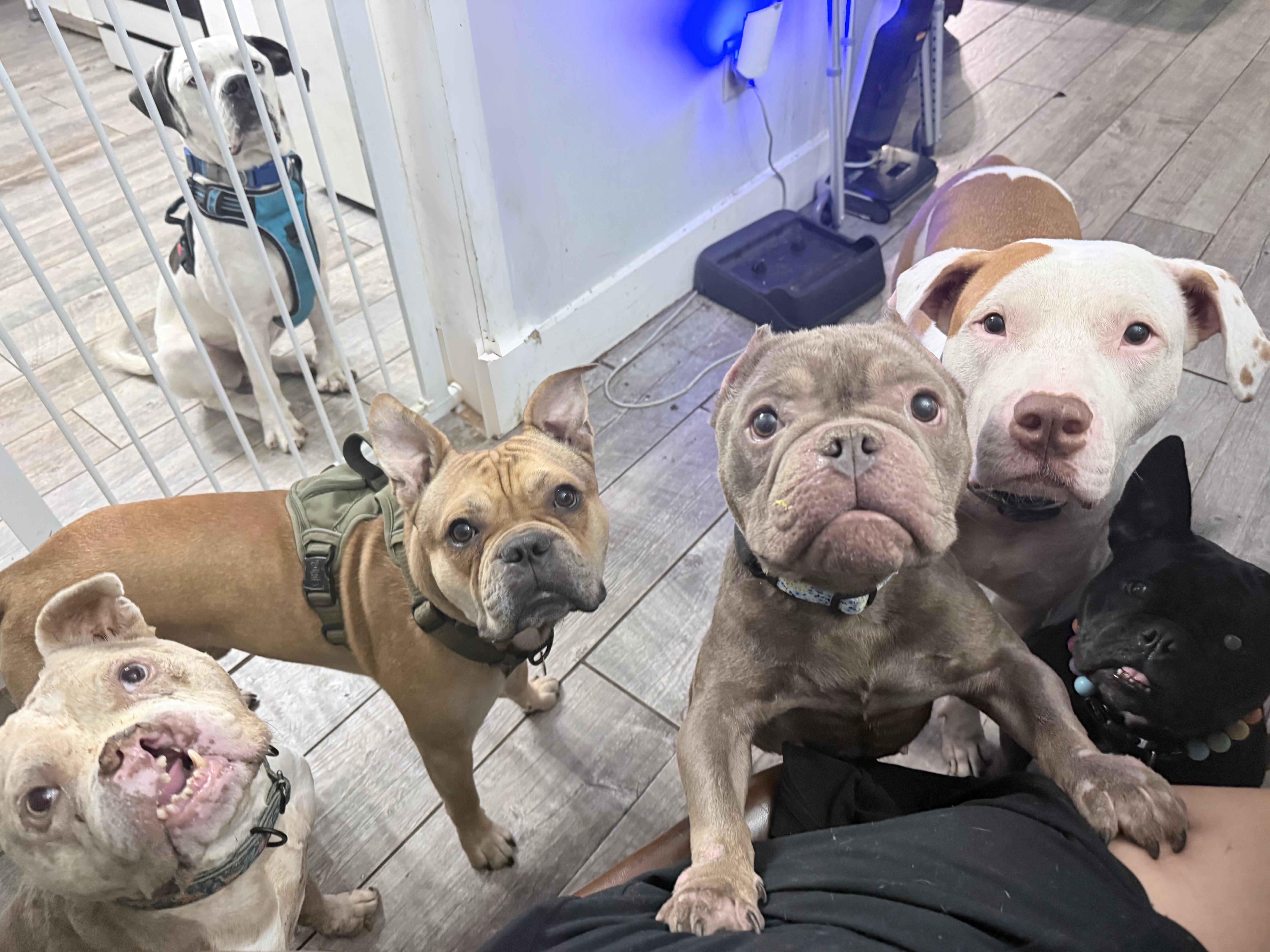 Noel, Adoptable, Young Female Bulldog.