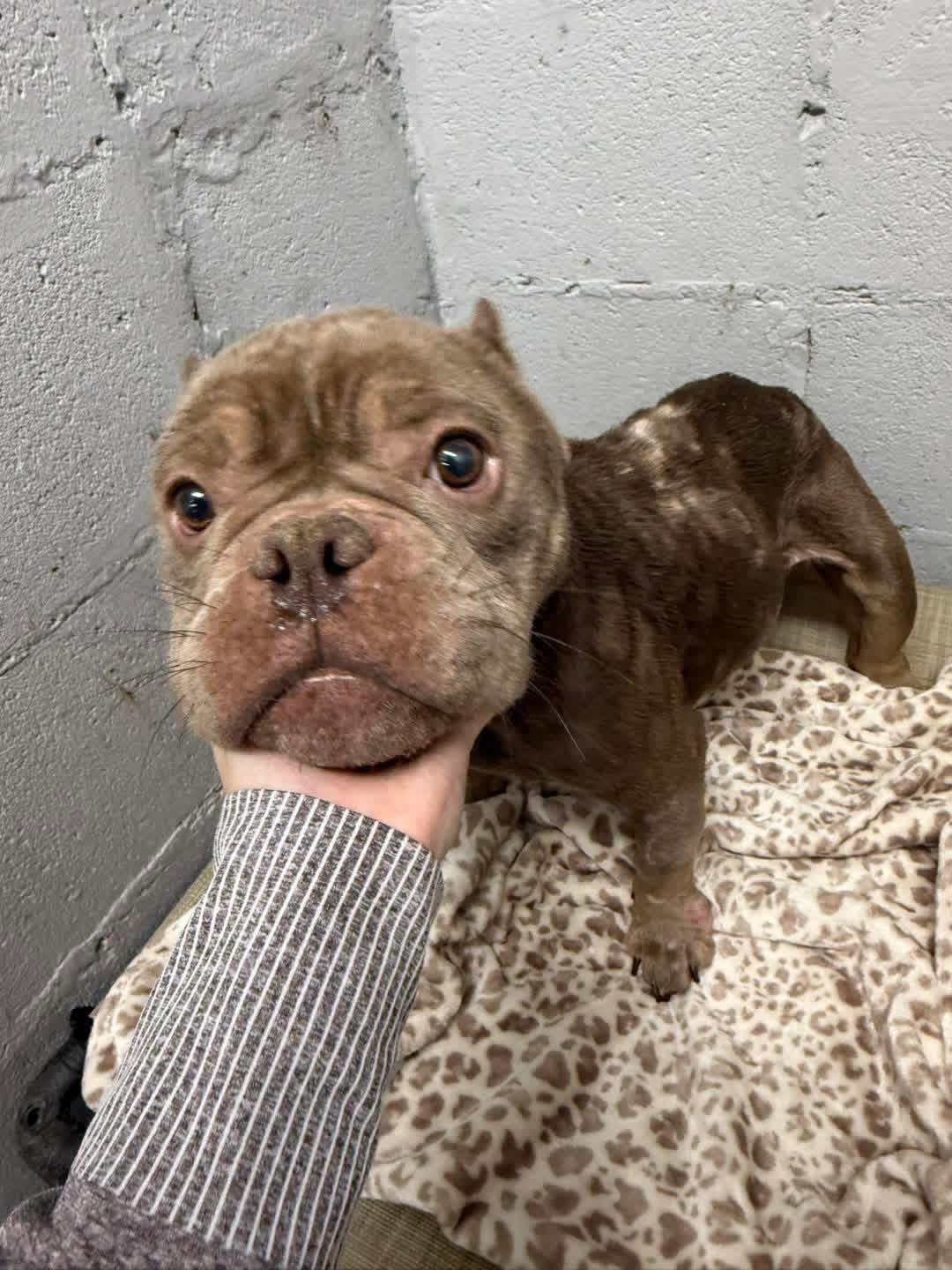 Enlarge Noel, a Adoptable Bulldog in Lutz, FL image 2/2