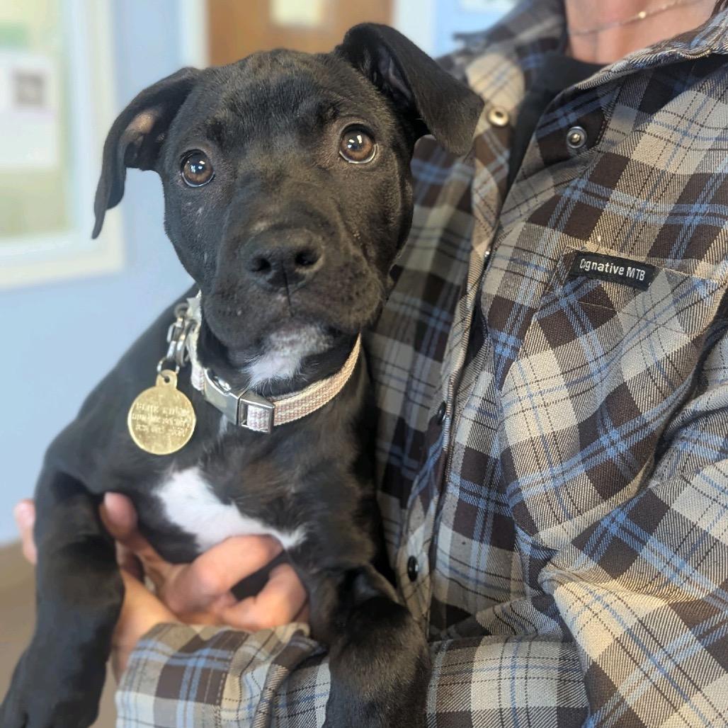 Enlarge C.C., a Adoptable Mixed Breed in Hendersonville, NC image 1/6