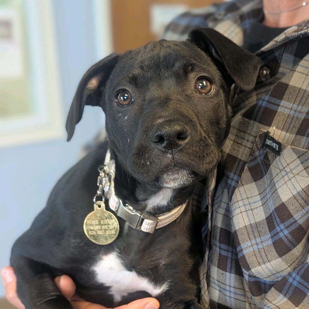 Enlarge C.C., a Adoptable Mixed Breed in Hendersonville, NC image 2/6