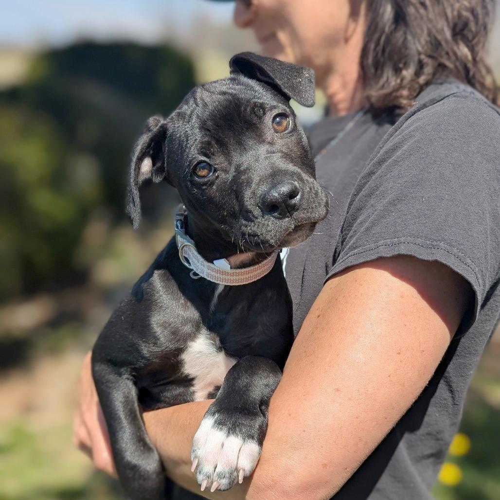 Enlarge C.C., a Adoptable Mixed Breed in Hendersonville, NC image 3/6