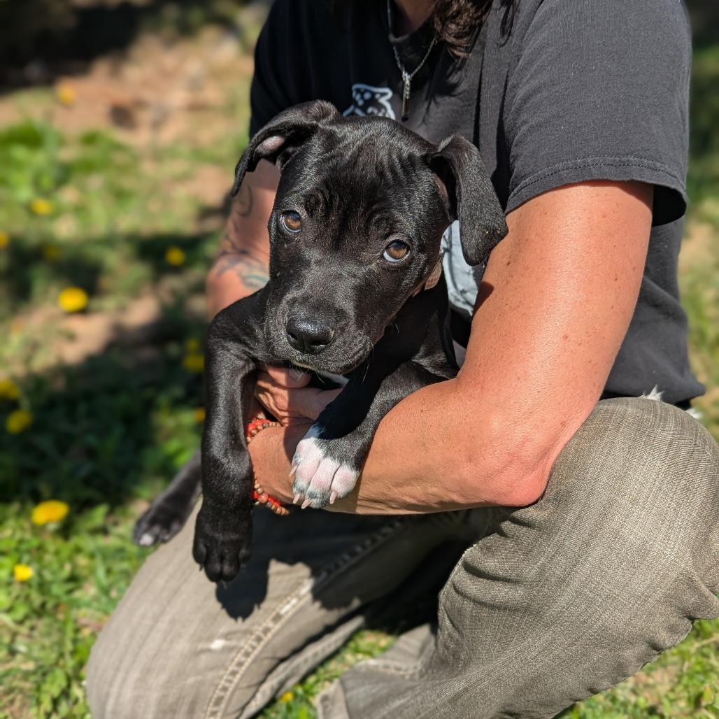 Enlarge C.C., a Adoptable Mixed Breed in Hendersonville, NC image 4/6