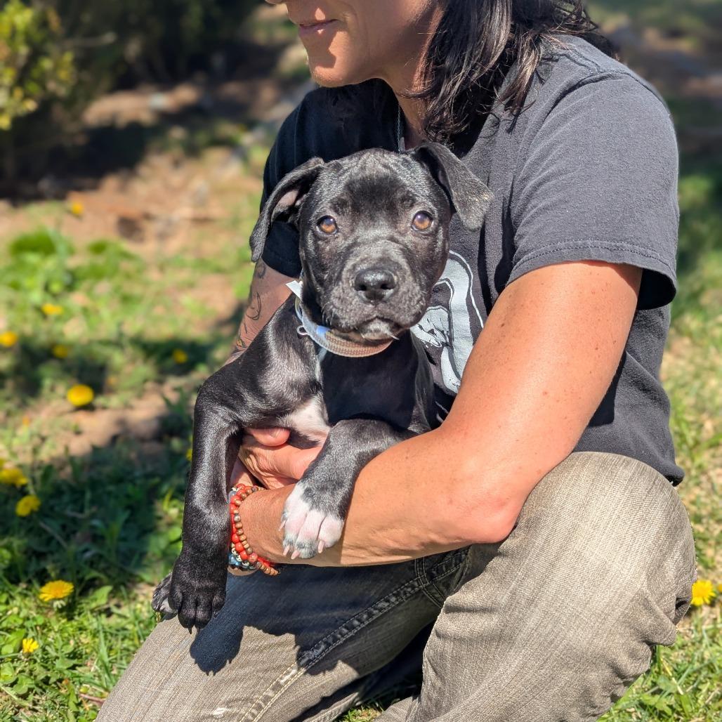 Enlarge C.C., a Adoptable Mixed Breed in Hendersonville, NC image 5/6
