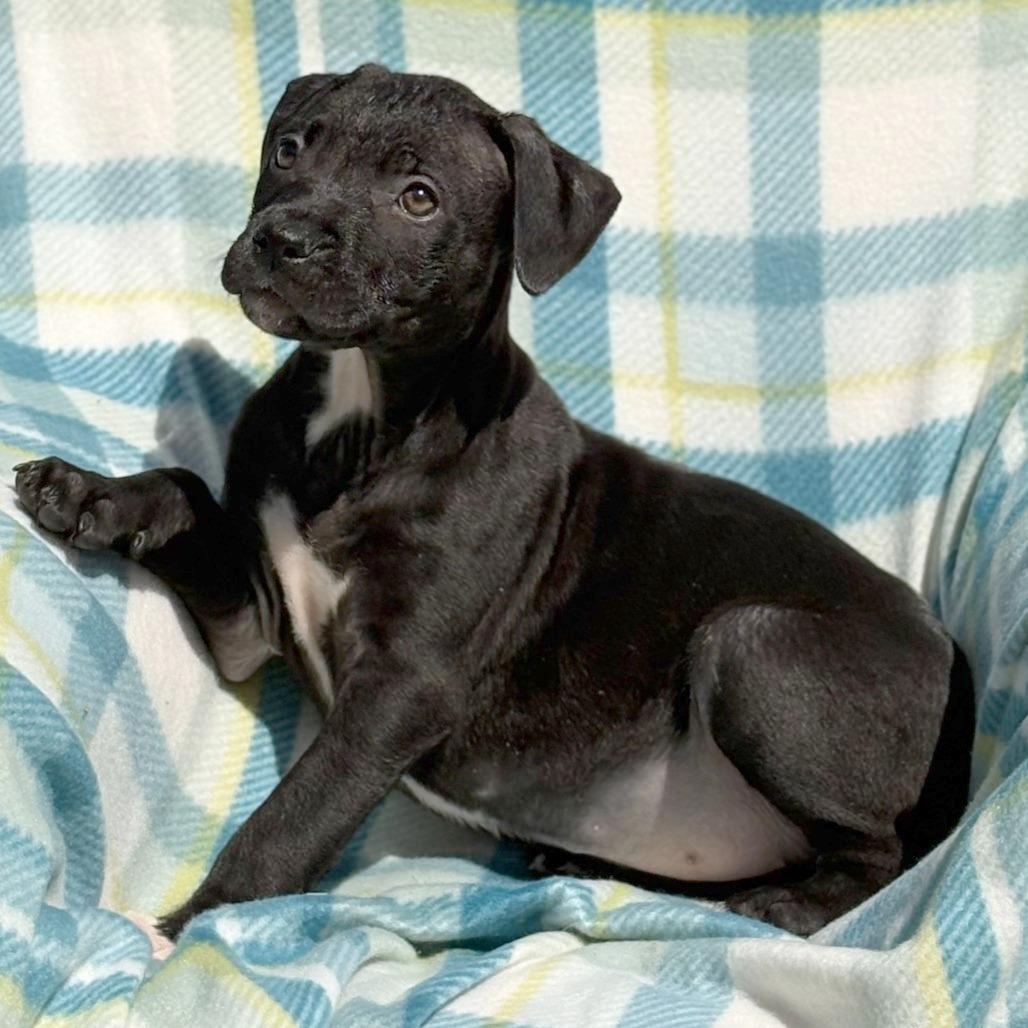 Enlarge C.C., a Adoptable Mixed Breed in Hendersonville, NC image 6/6