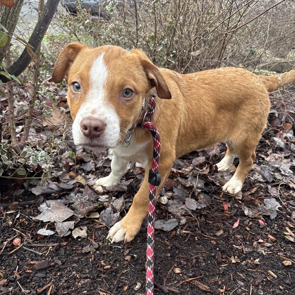 Dasher, a Adoptable mixed breed in Newberg, OR image 1/6