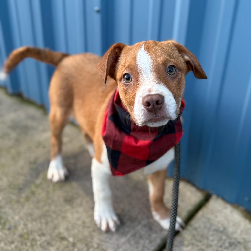 Dasher, a Adoptable mixed breed in Newberg, OR image 2/6