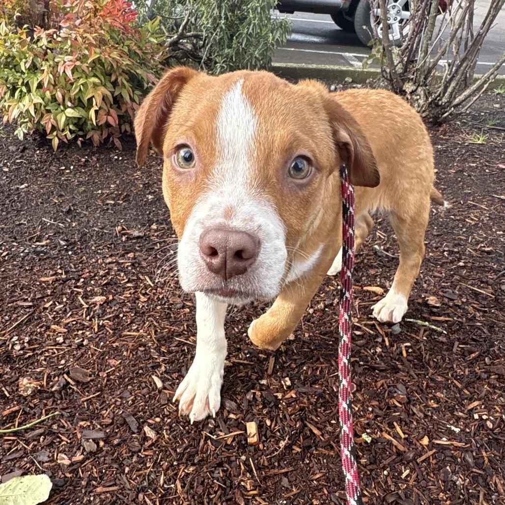 Dasher, a Adoptable mixed breed in Newberg, OR image 5/6