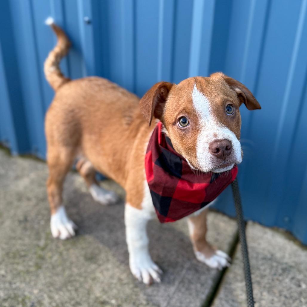 Dasher, a Adoptable mixed breed in Newberg, OR image 6/6